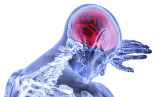 illustration of upper skeletal system showing a bright red brain